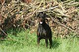 DOBERMANN 037